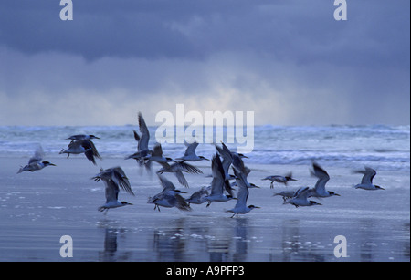 Crested tern Sterna bergii e avvicinando storm Fraser Island Queensland Australia Foto Stock