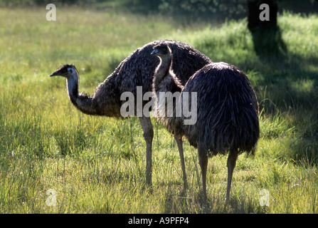 L'Uem Dromaius novaehollandiae Queensland Australia Foto Stock