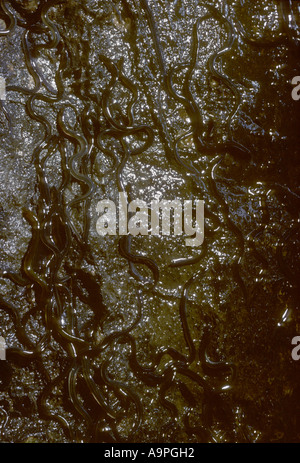 Anguille di Anguilla Anguilla anguilla climbing saracinesca parete Royal Military Canal Kent REGNO UNITO Foto Stock