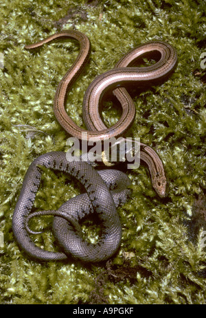 Giovani biscia natrix natrix e worm lenta Anguis fragilis insieme Kent REGNO UNITO Foto Stock