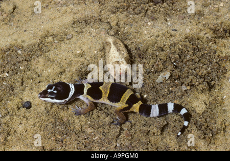 Leopard Gecko Eublepharis macularius Foto Stock