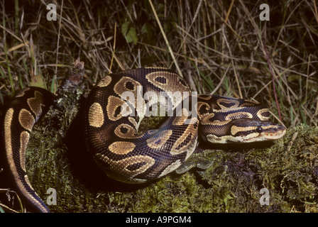 Royal o sfera Python Python regius Africa occidentale Foto Stock