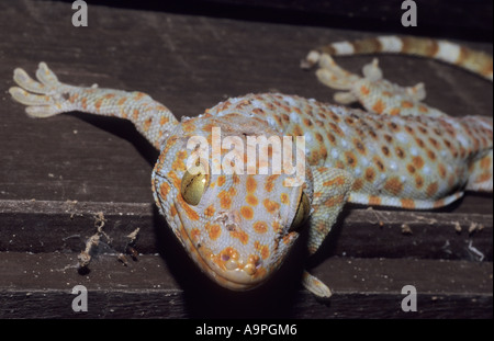 Vino di Tokay Gecko gecko in casa Thailandia Foto Stock