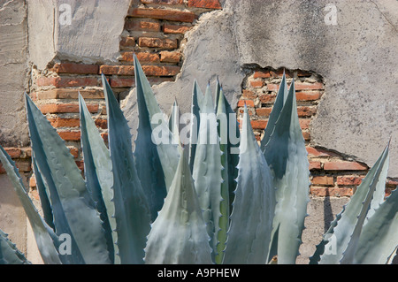 Agave e muro di mattoni presso la missione di San Miguel Arcangelo xvi California missione fondata 1797 Foto Stock