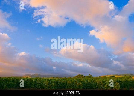 Cielo di sera su campi di caffè a Kauai Coffee Company plantation più grande in Hawaii Isola di Kauai Hawaii Foto Stock