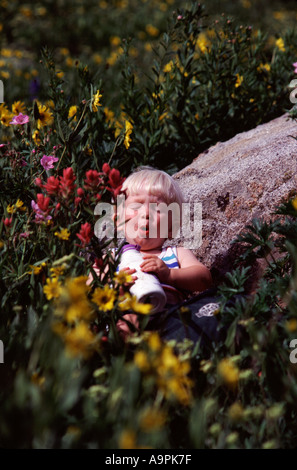 Un bambino che gioca in fiori in Albion bacino vicino a Alta UT Foto Stock