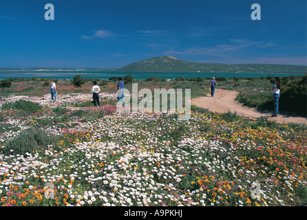 White turisti passeggiate tra i fiori Langebaan West Coast National Park in Sud Africa il mare è in background Foto Stock