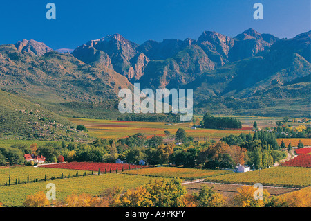 Fiume esagonale per uva da vino aziende agricole Western Cape Sud Africa Foto Stock