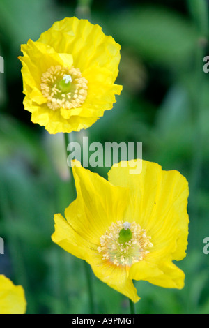 Meconopsis cambrica formulario giallo Foto Stock
