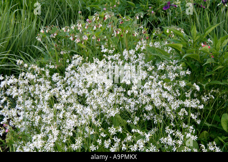 White Ragged Robin Lychnis flos cuculi albiflora in Holbrook Garden Foto Stock