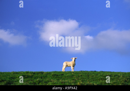 Molla di giovane agnello si fermò sulla cima di una collina nella contea di Dorset England Regno Unito Foto Stock