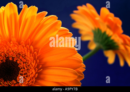 Primo piano della orange gerbera Foto Stock