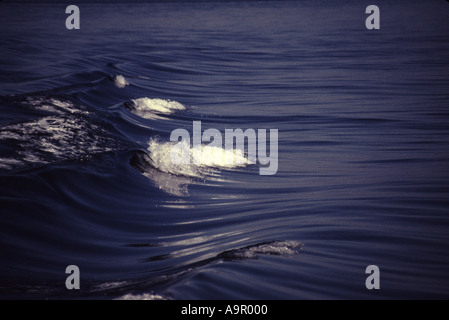 Ondata di ricci di mare calmo Foto Stock