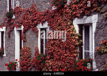 Autunno a colori ivy impianto crescente lungo la parete Normandia francia Foto Stock