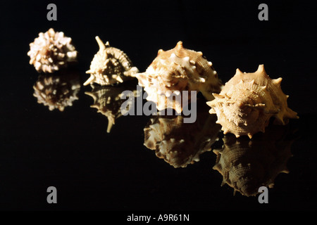 Close up di un conch gusci Foto Stock