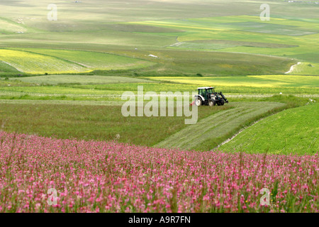 Il trattore lavora tra i fiori selvatici del pianoforte Grande ,Parco Nazionale dei Monti Sibillini,Le Marche ,Italia Foto Stock