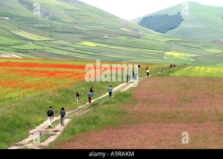 Gli scuotipaglia tra una magnifica esposizione di fiori selvatici ,Pianoforte Grande,Sibillini National Pk. Le Marche Italia Foto Stock