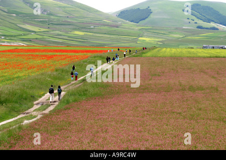 Gli scuotipaglia tra una magnifica esposizione di fiori selvatici ,Pianoforte Grande,Sibillini National Pk. Le Marche Italia Foto Stock