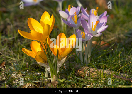 Giallo e malva selvatica di crochi in crescita in un prato nelle vicinanze del Trinity College Foto Stock