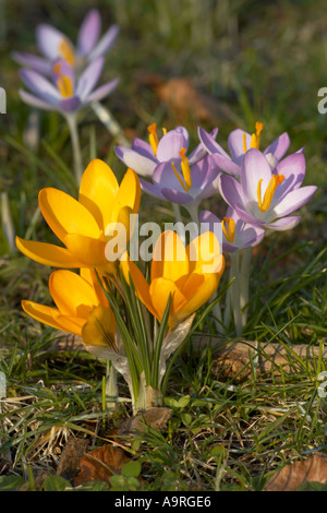 Giallo e malva selvatica di crochi in crescita in un prato nelle vicinanze del Trinity College Foto Stock