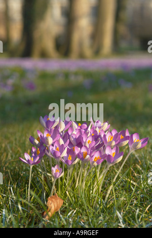 Crochi selvatici che crescono in un prato nelle vicinanze del Trinity College di Cambridge Foto Stock