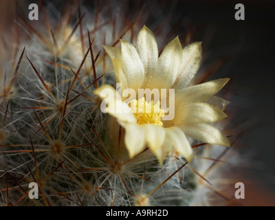 Mammillaria prolifera dolce fiori in primavera Foto Stock