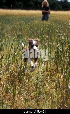 Marrone colore tri Border Collie cucciolo di cane con il proprietario in funzione verso la telecamera attraverso i campi Foto Stock