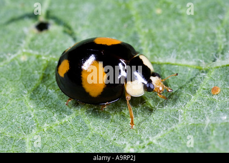 Arlecchino coccinella, Harmonia axyridis sulla lamina Potton Bedfordshire Foto Stock