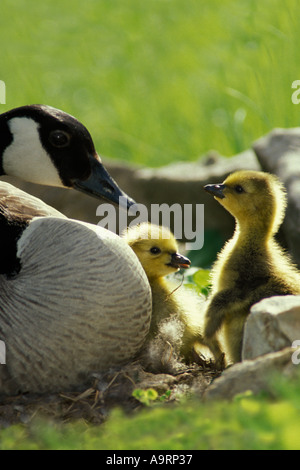 Femmina Canada Goose orologi la sua piccola gosling, Missouri USA Foto Stock