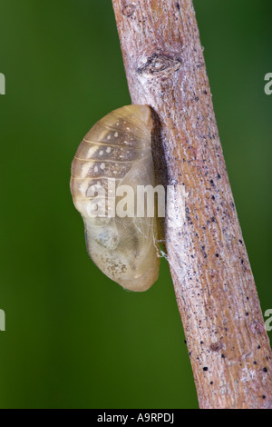 Rame di grandi dimensioni (Lycaena dispar) pupa sul gambo morto Foto Stock