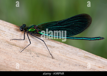 Belle Demoiselle Calopteryx virgo a riposo su reed con bel al di fuori della messa a fuoco lo sfondo Foto Stock