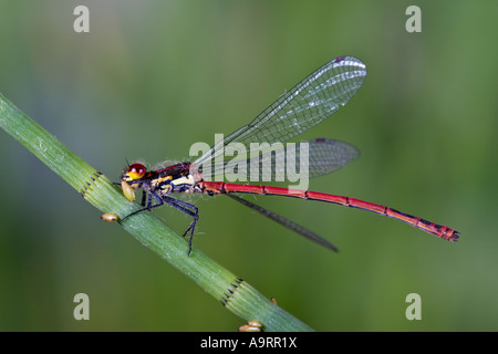 Rosso Grande Damselfly Pyrrhosoma nymphula a riposo sul pettine Foto Stock