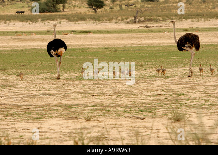 Coppia di struzzo con pulcini nel Kalahari Foto Stock