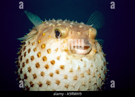 Chiudere l immagine di un Yellowspotted Burrfish (Chilomycterus spilostylus) gonfi contro uno sfondo blu scuro. Foto Stock