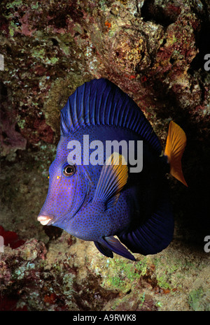Close up di un colorato Limanda surgeonfish (zebrasoma xanthurum) al fianco di una scogliera di corallo. Foto Stock