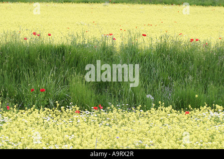 Spettacolari fiori selvatici annuale sul piano Grande di Marche e Umbria in Italia attirano folle di turisti provenienti da tutta Europa Foto Stock