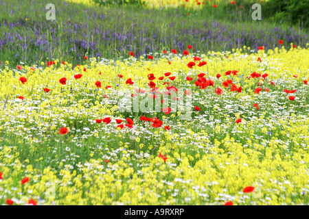 Spettacolari fiori selvatici annuale sul piano Grande di Marche e Umbria in Italia attirano folle di turisti provenienti da tutta Europa Foto Stock