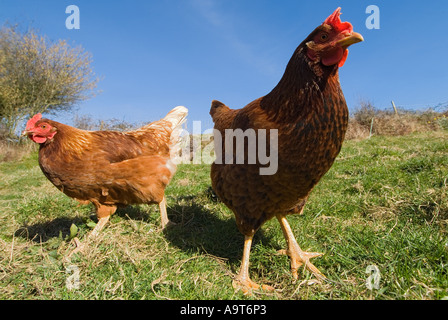 Polli Warren a gamma libera in una fattoria del Devon del sud. REGNO UNITO Foto Stock