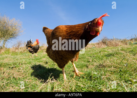 Polli Warren a gamma libera in una fattoria del Devon del sud. REGNO UNITO Foto Stock