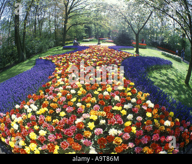 La molla tulip fiori giardini Keukenhof LISSE OLANDA Foto Stock