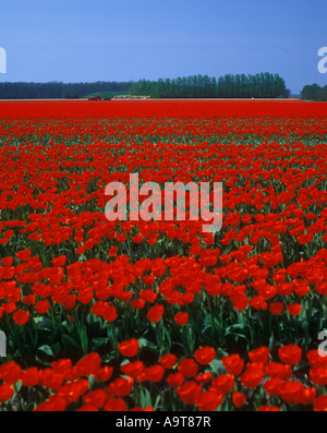 Rosso I campi di tulipani Giardini Keukenhof LISSE OLANDA Foto Stock