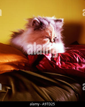 Gatto persiano su dei cuscini Foto Stock