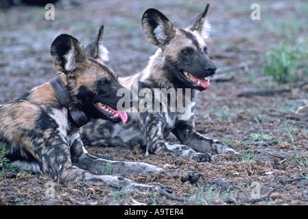 Collare per cani selvatici, Lyacon pictus Foto Stock