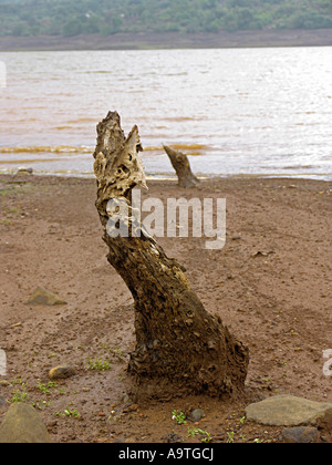 Tronco di albero vicino alla diga di acqua. Mulshi di Pune, Maharashtra, India. Foto Stock