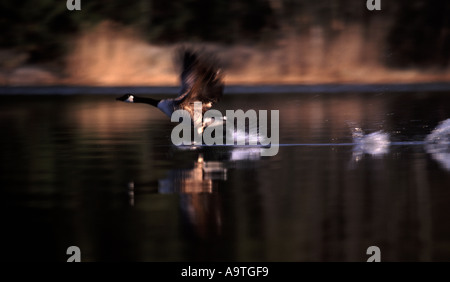 Canada Goose, nome latino; Branta canadensis, sollevamento off sulla superficie del lago Vansjø, Norvegia. Foto Stock