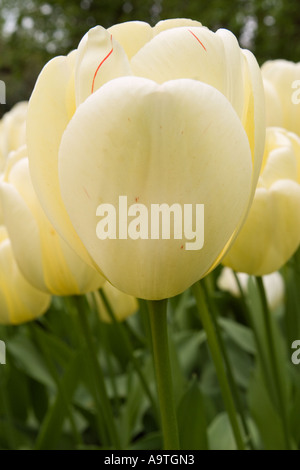 Ibridi di Darwin Tulip Floradale avorio Foto Stock