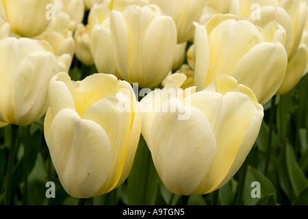 Ibridi di Darwin Tulip Floradale avorio Foto Stock