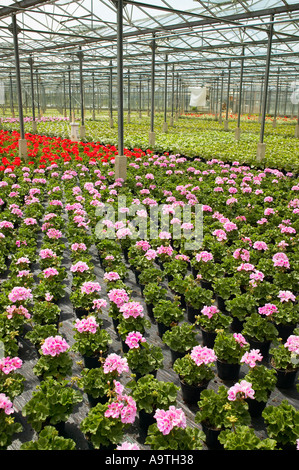 Diverse righe di colore rosa e rosso Pelargoniums essendo coltivati in serra commerciale nel Sussex, Inghilterra Foto Stock