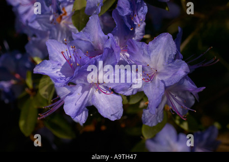 Blu Violetto fiori di rododendro St Breward augustinii x impeditum Foto Stock