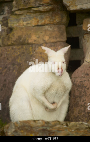 Grande maschio Albino Wallaby con linguetta sporgente leggermente seduto sulla roccia. Captive. Foto Stock